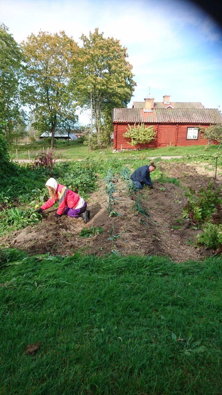 Du får lära dig grunderna i grönsaksodling på friland, odling i kallväxthus, svampodling, agroforestry, biointegration och permakultur, ekologisk hönsskötsel integrerad med odlingen mm.