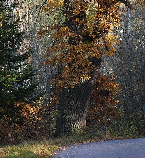 sig på steniga och grusiga stränder, gärna med ett visst sandinslag. I område 2 har bland annat hasselticka, apelticka och missne noterats.