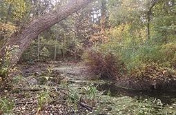 Område 11 Hassellund Miljökvalitetsmål: En god bebyggd miljö och Levande skogar Yngre- medelålders hassel- och triviallövskog. Igenväxning av tidigare mer öppna marker.