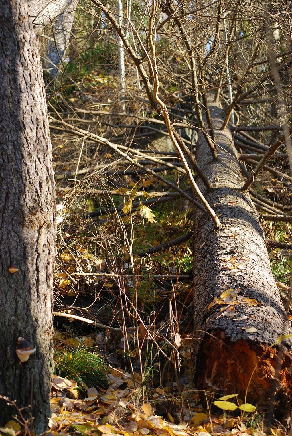 I området finns liggande klen död ved. Men även några grövre liggande död ved och stående död ved. I fältskitet finns bland annat blåsippa, harsyra, ormbär och blåbärsris.