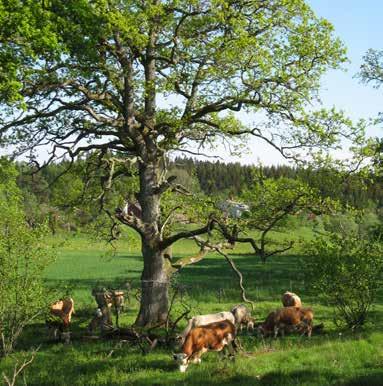GLOBALA MÅL GLOBALA MÅL HÅLLBART BRUKANDE AV SKOG & ODLINGSLANDSKAP GOD BOENDEMILJÖ & HÅLLBAR KONSUMTION Utmaningar för Västra Götaland SO1. Förbättra skötseln av strandängar och rikkärr SO2.