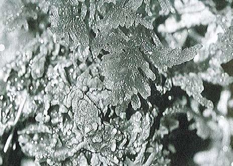 Fissidens sp., fickmossa sp.