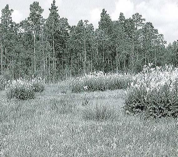 Bild 6. Örtrikt sumpkärr i Hojmyr i Othem, objekt 07J 2E 04. 1.2.1.3 SUMPKÄRR ÖPPET SUMPKÄRR AV HÖGSTARR-ÖRT-TYP, Veg. typer i Norden: 3.6.4.1 Sammanlagd areal registrerad i fältinventeringen: 627 hektar.
