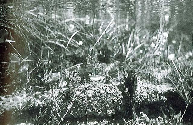 2.1.2.1 Storbladig flytbladsvegetation Flytbladsvegetation finns i näringsrika sjöar. De flesta av de gotländska sjöarna är alltför näringsfattiga för att denna vegetation ska kunna etablera sig.