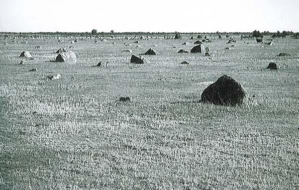 Bild 14. Övre landstrandvegetation av strandmalört-typ vid Petesviken, objekt 05I 8I 02. 2.2.1.2 Övre landstrandens vegetation Landstrand är strandmarker som översvämmas av havsvatten vid högvatten men som ligger ovanför gränsen för medelvattenståndet.