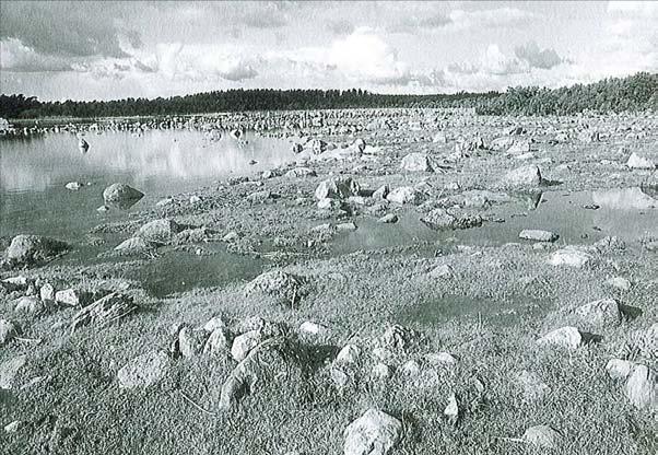 Bild 15. I Bandlundviken i Burs, objekt 05J 9D 01, domineras den nedre landstranden av krypven. NEDRE LANDSTRANDVEGETATION AV REVIGT SALTGRÄS-TYP, Veg. typer i N: 4.1.3.