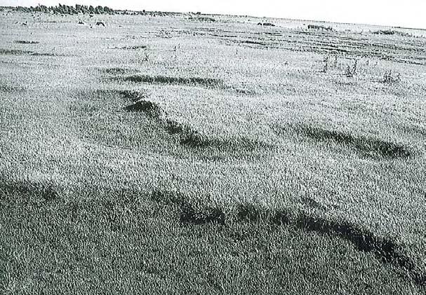 Bild 16. Skonvegetation på den nedre landstranden vid Petesviken i Hablingbo, objekt 05I 8I 02. SKONVEGETATION AV GLASÖRT-TYP, Veg. typer i Norden: 4.1.5.2 Sammanlagd areal registrerad i fältinventeringen: 6 hektar.