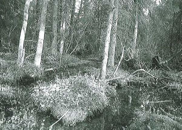 SUMPGRANSKOG AV LÅGÖRT-TYP, Veg. typer i Norden: 3.3.2.3 Sammanlagd areal registrerad i fältinventeringen: 11 Picea abies, gran 30 Dactylorhiza maculata ssp.