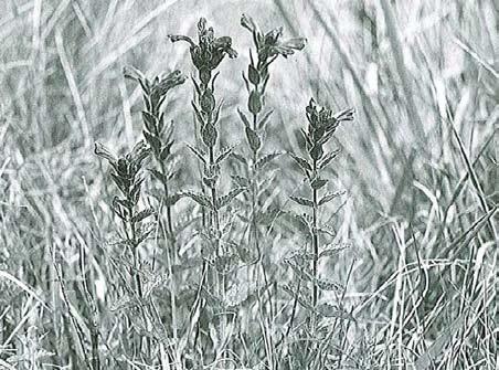 Alisma lanceolatum, gotlandssvalting Antal registreringar: 8 Gotlandssvaltingen är kalkgynnad och växer relativt allmänt i grunda, näringsrika bäckmiljöer på dy och lera ofta i anslutning till