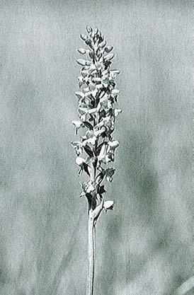 Figur 15. Registrerade fynd av praktsporre. Figur 16. Registrerade fynd av luktsporre. Gymnadenia conopsea var.