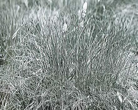 östra Gotland från Buttle norrut till Othem. Sanicula europea, sårläka Antal registreringar: 1 Ingen våtmarksart. hybrid är ganska vanlig och kan ibland ensam vara beståndsbildande i en del kärr.