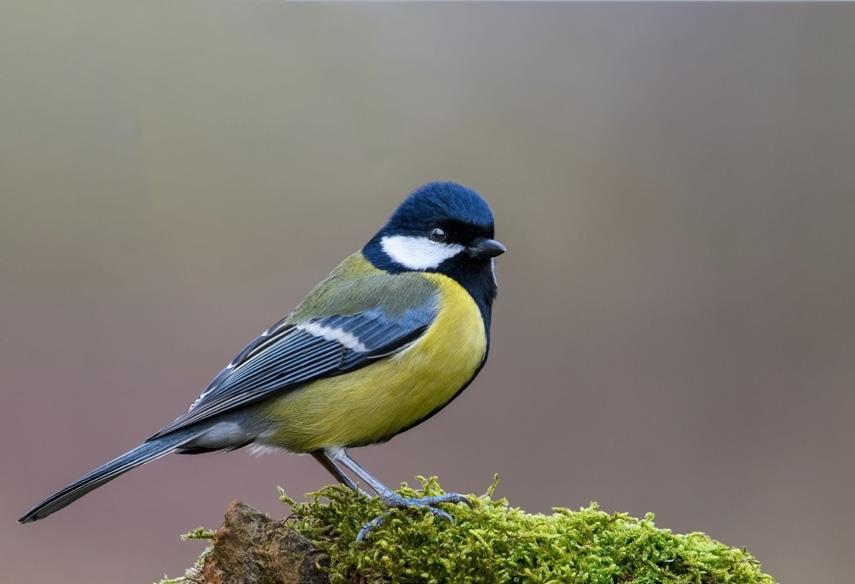 Blåmes Cyanistes caeruleus Blåmesen är en rätt liten mes som stannar i Sverige året runt. Den häckar i skogsmark, helst lövskog eller blandskog.