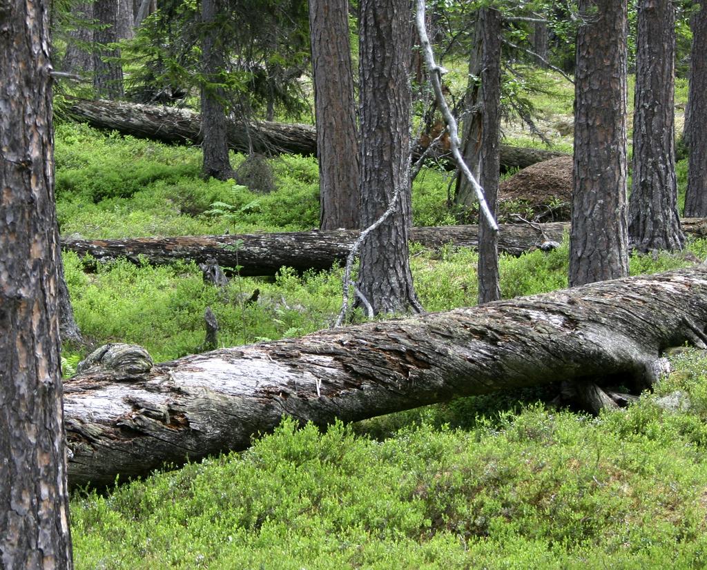 I slutet av 1800-talet började skogsbränder bekämpas.