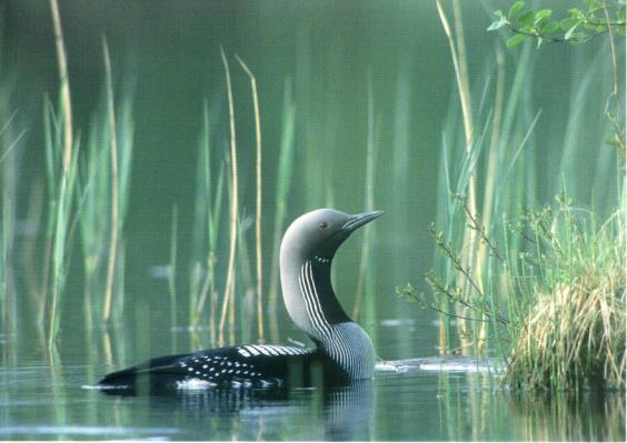 Projekt LOM - en arbetsgrupp inom SOF-BirdLife -! eller?