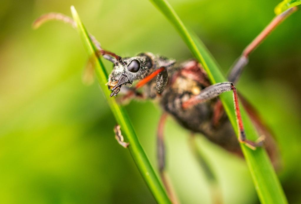 De rika blomsterängarna är ett paradis för fjärilar & insekter. Fjärilar & insekter I och med den rika floran som finns här trivs också olika typer av fjärilar och insekter bra i denna miljö.