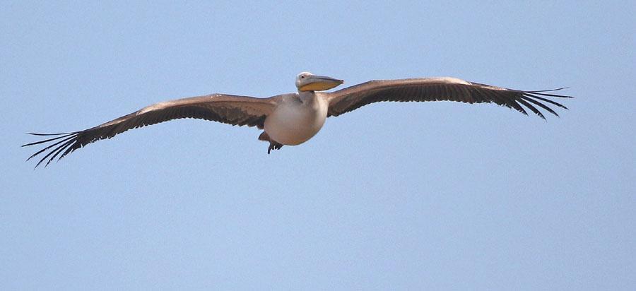 30 Gråhäger Ardea cinerea cinerea Tämligen allmän i sjöarna kring Burgas och vid Yatata. Högsta dagssiffran var 20