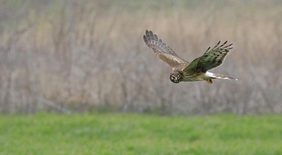 33 Krushuvad pelikan Pelecanus crispus Ca 325 ex inräknades i Burgas-området 1.2 och ca hälften så många 2.2. 34 Dvärgskarv Microcarbo pygmeus Observerad dagligen.