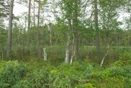 Bild 10.