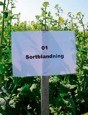Sortframstegen är stora i höstraps och avkastningsutvecklingen ligger på 2 procent per år.