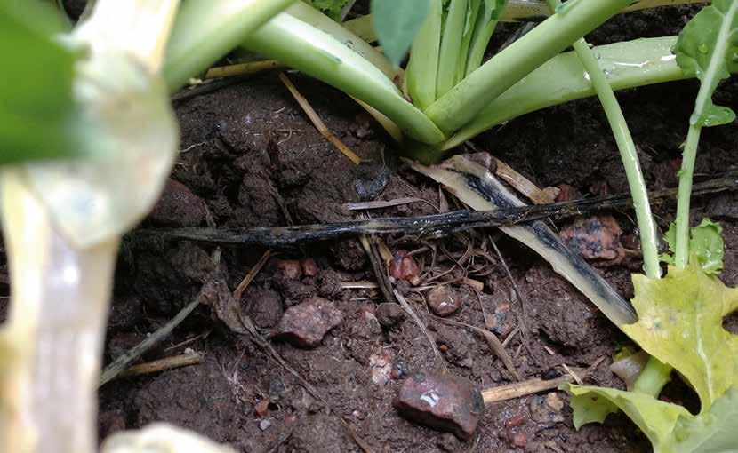 THE CLAYDON SYSTEM DEVELOPED BY FARMERS FOR FARMERS GUIDE TO DIRECT STRIP SEEDING AND PRODUCT SPECIFICATIONS NEW PRODUCT FEATURES INSIDE DESIGNED AND BUILT IN BRITAIN THE LEADING TINE DRILL CLAYDON