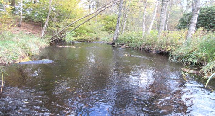 Rönne å vattenkontroll 215 - Resultat bottenfauna Vattensystem: Vattendrag/namn: Provpunktsbeteckning: RÖNNE Å Kvesarumsån Ri9 Provdatum: Lokaltyp: Bäck 215--23 Naturligt/grävt: naturligt Koordinater