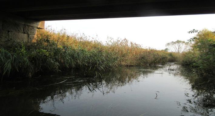 Rönne å vattenkontroll 215 - Resultat bottenfauna Vattensystem: Vattendrag/namn: Provpunktsbeteckning: RÖNNE Å Bäljaneå, Före utl t Rönneå RO8 Provdatum: Lokaltyp: Å 215--15 Naturligt/grävt: