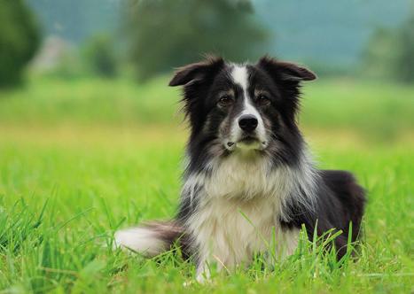 Måndagsföreläsningar Måndag den 18 mars Hunden i samhällets tjänst 9-åriga vårdhunden Doris som är av rasen Border collie arbetar inom demensvården. Med sig har hon sin arbetsgivare och ledare.
