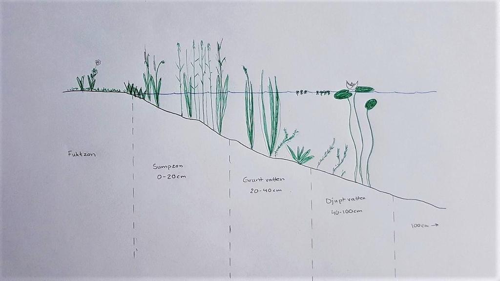 regelbundet. Veg Tech AB (2017) i menar att eftersom maden inte ligger nedanför vattennivån kommer ingen vegetation att stå permanent under vatten.