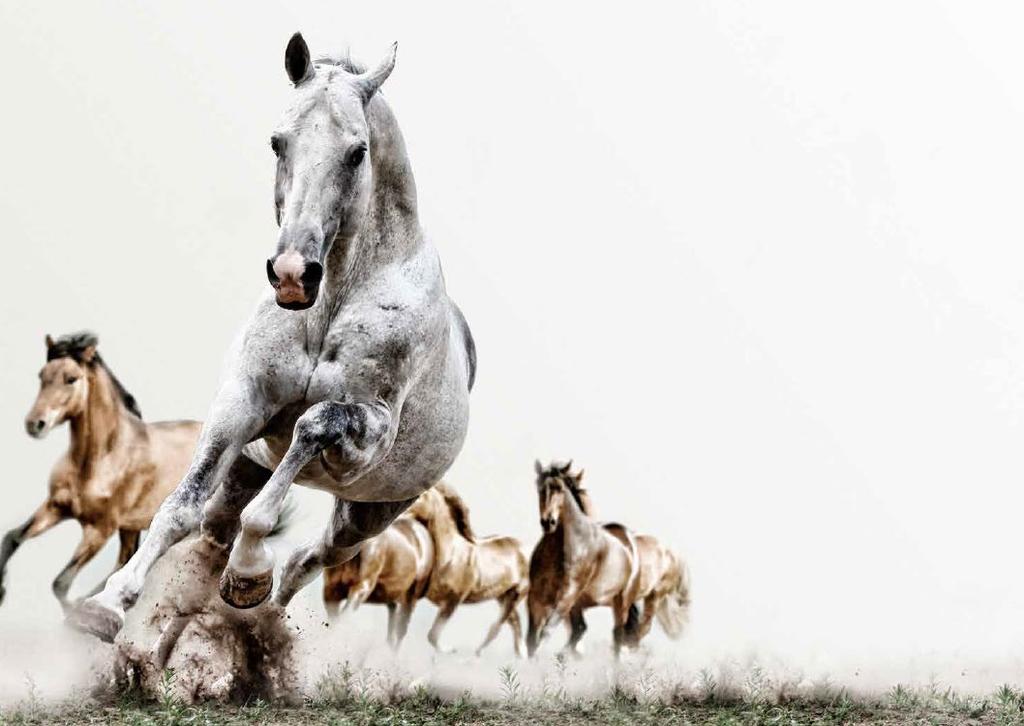 PÅ EUROHORSE FÅR DU MEST HÄSTKRAFTER FÖR PENGARNA.