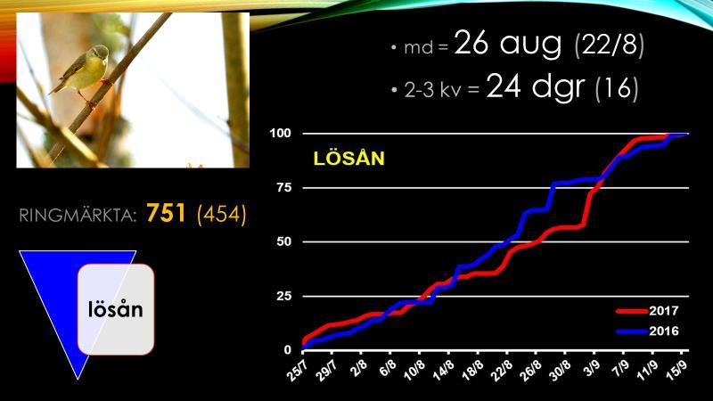 Lövsångarens höstflyttning 2016 och 2017 Gransångaren är en art som ökat markant i fångsten i hela Sverige.