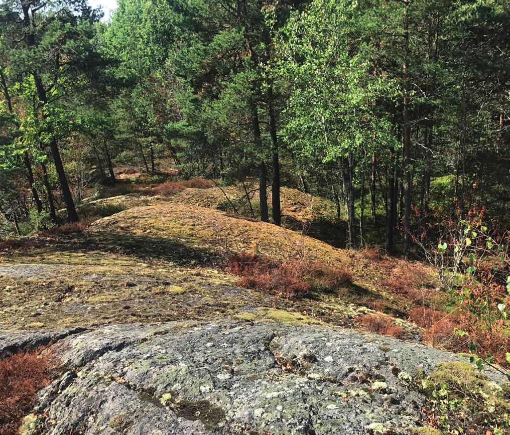 Rekreation Området intill planområet består av skogsterräng och norr om motorvägen börjar Bornsjökilen som är en av Stockholms gröna kilar. Det finnas höga rekreationsvärden intill området.