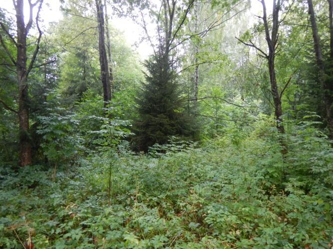 Figur 4. Bilder från NVO 1. Överst till vänster lövuppslag i en glänta. Överst till höger dumpat trädgårdsavfall.