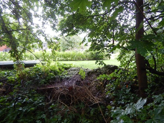 NVO 2. Hasseldominerad skog (0,6 ha) Allmän beskrivning NVO 2 är ett hasseldominerat parti av inventeringsområdet.