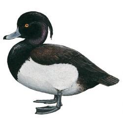 Naturliga fiender, finns det
