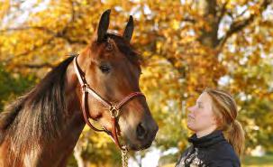 500 12 Even s Cool Boy Un Mec d Heripre 4 752.000 13 Fortune Mearas Dream Vacation 5 727.000 14 Devil Sound Maharajah 2 717.750 15 Baritone Artist Orlando Vici 0 670.000 16 Ad Hoc Yankee Glide 5 643.