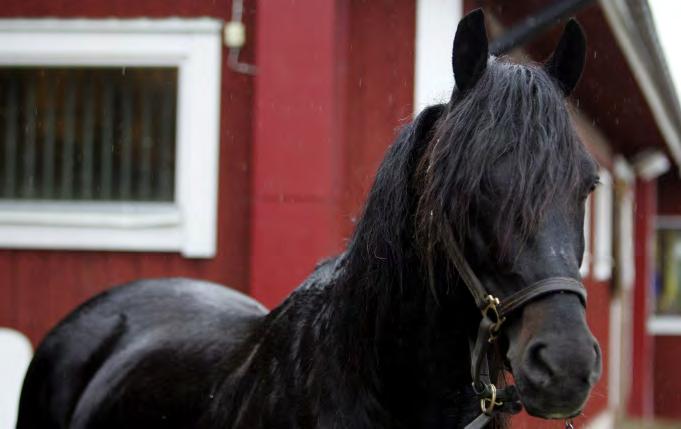 Commander Crowe (v) 2003 Juliano Star (FR) 34.345.097 3. Gidde Palema (h) 1995 Alf Palema (US) 27.080.322 4. Torvald Palema (h) 2001 Alf Palema (US) 26.781.147 5. Zoogin (h) 1990 Zoot Suit (US) 25.