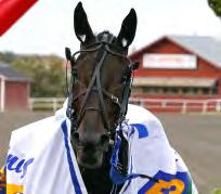 Donato Hanover-Las Brisas Bi. Ägare: Stall Courant AB, Stockholm. Uppfödare: Az. Agr. Biasuzzi, Italien. Tränare: Linder Fredrik, Avesta. E3 FINAL HINGSTAR OCH VALACKER Gävle 18 augusti. Lätt bana. 1.853.