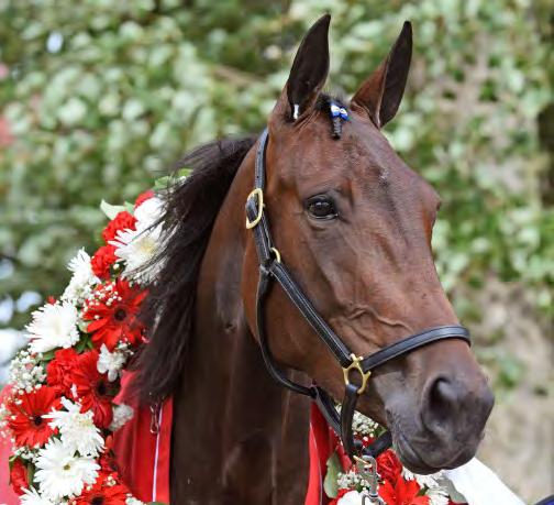 Andover Hall-Good Common Cents. Ägare: SRF Stable. Uppfödare: Hanover Shoe Farms Inc, USA. Tränare: Redén Daniel, Örsundsbro. Perfect Spirit vann inte försöket men väl finalen i SprinterMästaren.
