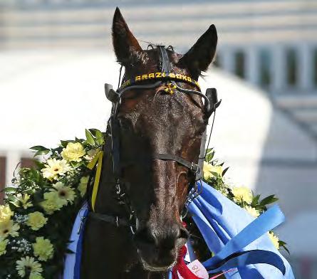 11 år e. Varenne-Laura Kemp. Ägare: Exporterad Till Italien. Uppfödare: Annemanna AB, Ekerö. Tränare: Gocciadoro Alessandro, Italien. Arazi Boko vann Lilla Elitloppet.