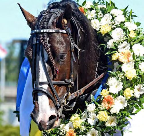 KLASSISKA KALLBLODSLOPP JIM FRICKS LOPP ELITKAMPEN Solvalla 27 maj. Lätt bana. 590.500 kr. 1.640 m. Auto. Häst Tid Prispengar Odds Kusk 1 Lome Brage (NO) 19,8 300.