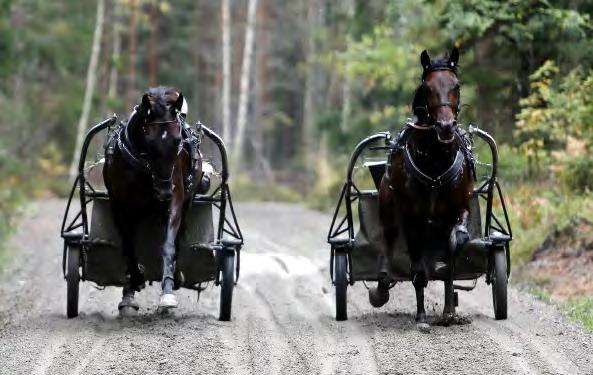 HÄSTAR I TRÄNING Antalet hästar i A- och B-F-träning. Siffrorna är per den 15/10 respektive år. 15 000 12 000 HÄSTAR I TRÄNING SIFFROR År A-träning B-F-träning 2009 8.294 12.023 2010 8.600 11.