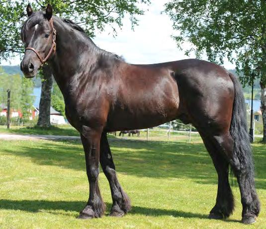 BETÄCKNINGSSIFFROR KALLBLOD Betäckningsstatistiken avser endast svenskregistrerade ston. Hingst i Sverige Antal betäckningar Aldermarin 5 Blixtsnabb 4 Briskeby Philip 11 Bro Viking 11 B.W.