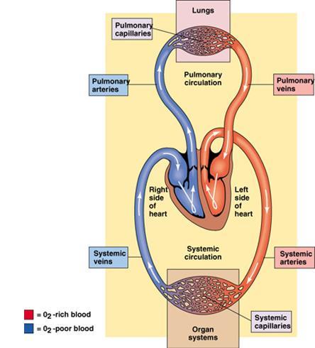 Veno-venous ECMO (V-V)
