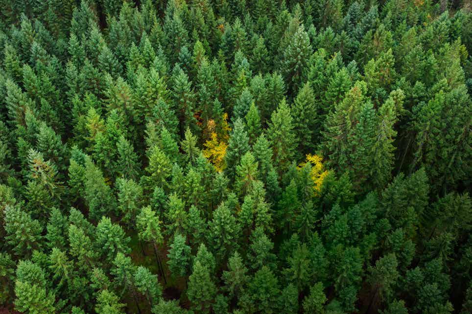 Näringsåterföring Ett hållbart kretslopp för ökad skogstillväxt CASE Södras tjänst Näringsåterföring som lanserades under 2018 är ett exempel på hållbart kretsloppstänkande.