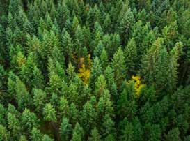 PÅ VÄG MOT NYA HÅLLBARA PRODUKTER Korslimmat trä för hållbart trähusbyggande, fossilfria matförpackningar tillverkade av Durapulp och utveckling av biodrivmedel är några exempel på vägen mot Södras