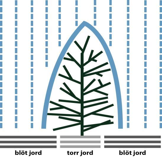 Bilden illustrerar hur du ska sätta ner växterna i marken, med tillräckligt utrymme för rotklumparna som skall vara i marknivå med sin topp.