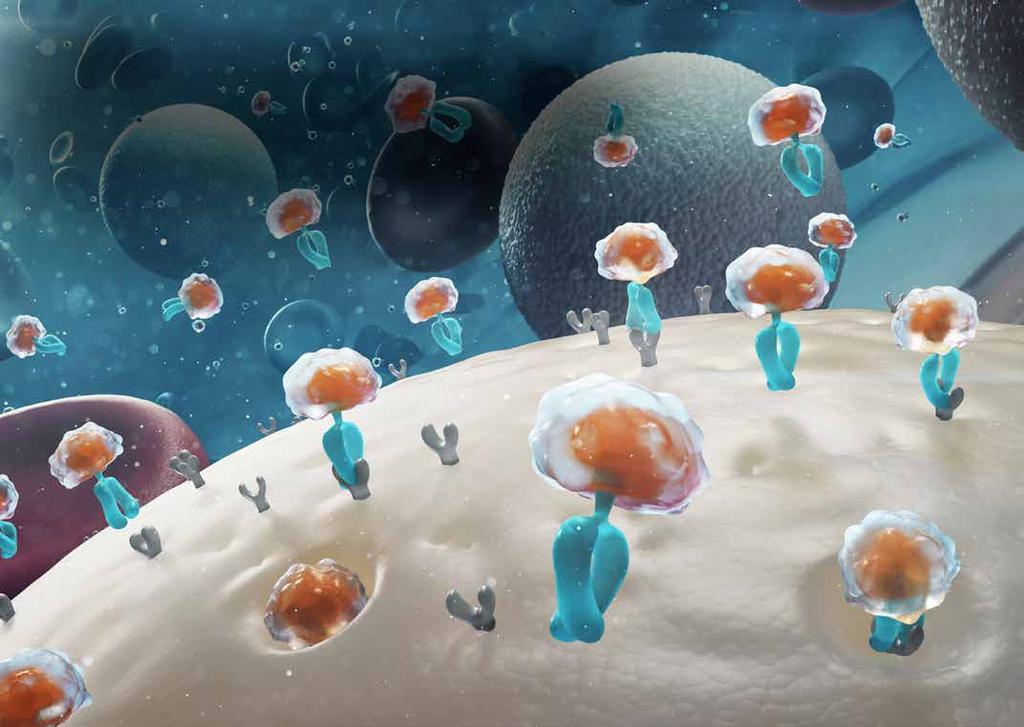 Möta patientens behov Fc Fusion Elocta är en rekombinant, långtidsverkande koagulationsfaktor-viii terapi. Elocta (i orange) är en faktor VIII.