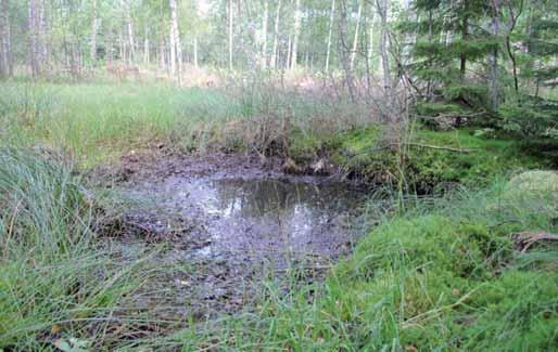 16. Damm i öppet solbelyst läge Inga fynd av groddjur gjordes i dammen som ligger i gles skog. Naturinventeringen gjordes i augusti.