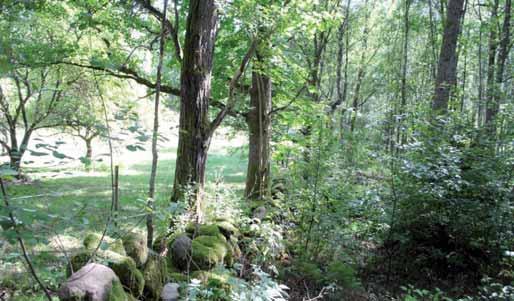 23. Äldre lövträd vid betesmark. Två ekar, en lönn och en hägg på gränsen mellan skog och betesmark.