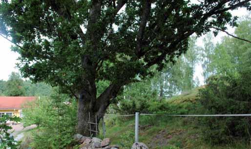 Gamla träd har höga naturvärden om de friläggs och får mindre skugga. Äldre lövträd vid betesmark 24.
